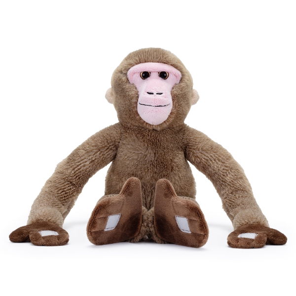 Hanging Monkey - Japanese Macaque