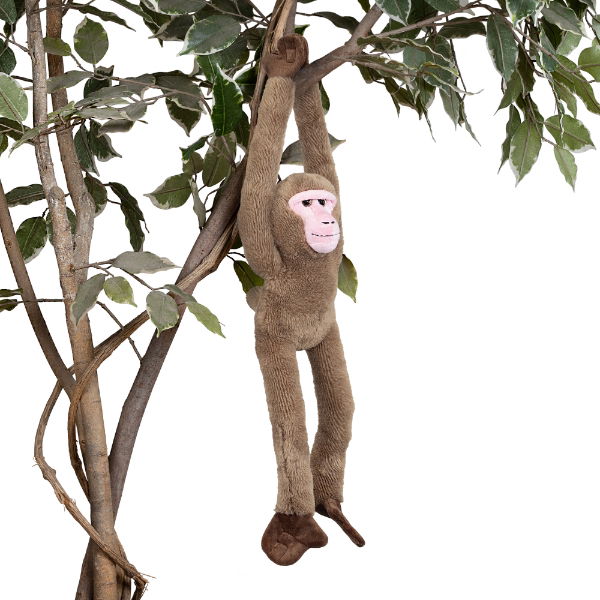 Hanging Monkey - Japanese Macaque